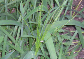 Digitaria sanguinalis