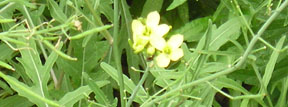 Diplotaxis tenuifolia