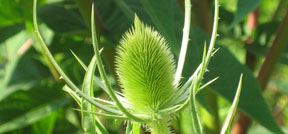 Dipsacus fullonum