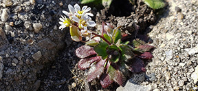 Draba verna