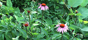 Echinacea purpurea