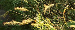 Elymus riparius