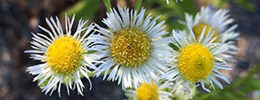 Erigeron annuus