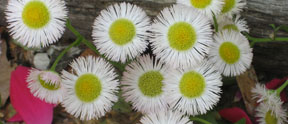 Erigeron philadelphicus