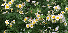 Erigeron strigosus