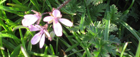 Erodium cicutarium