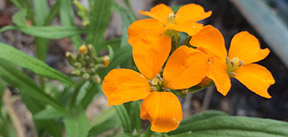 Erysimum hieraciifolium