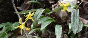 Erythronium americanum