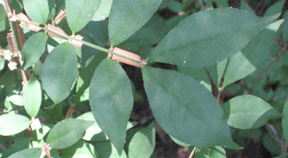 Euonymus alatus