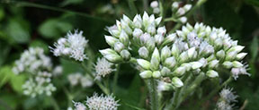 Eupatorium perfoliatum