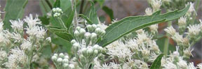 Eupatorium serotinum 