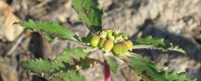 Euphorbia dentata