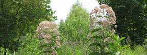 Eutrochium fistulosum