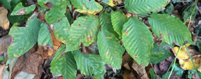 Fagus grandifolia