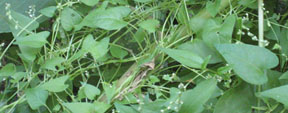 Fallopia scandens