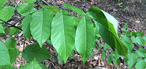 Fraxinus americana