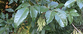 Fraxinus pennsylvanica