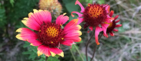 Gaillardia aristata