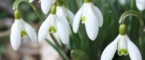 galanthus nivalis