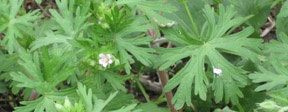 Geranium carolinianum