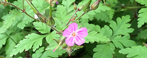 Geranium robertianum