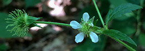 Geum canadense