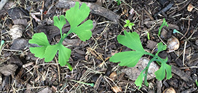 Ginkgo biloba