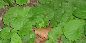 Glechoma hederacea