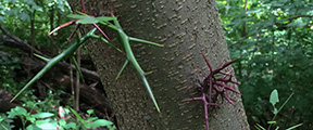 Gleditsia triacanthos