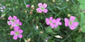 Gypsophila muralis