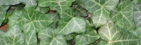 Hedera helix