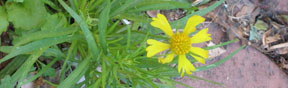 Helenium amarum