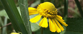 Helenium autumnale