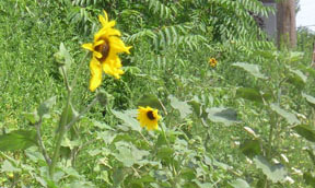 Helianthus annuus