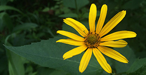 Heliopsis helianthoides