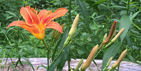 Hemerocallis fulva