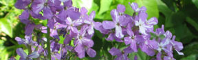 Hesperis matronalis