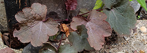 Heuchera micrantha