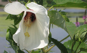 Hibiscus moscheutos