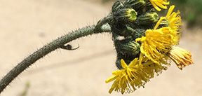 Hieracium caespitosum