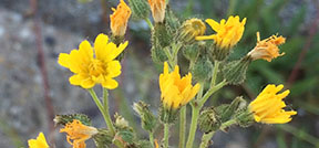 Hieracium piloselloides