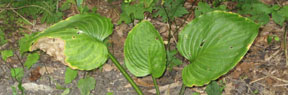 Hosta ventricosa