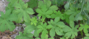 Humulus japonicus