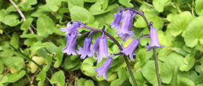 Hyacinthoides non-scripta