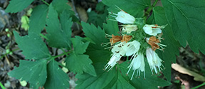 Hydrophyllum virginianum