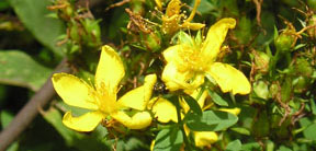 Hypericum perforatum