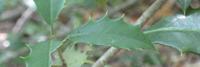 Ilex opaca