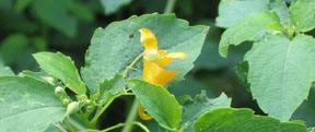 Impatiens capensis