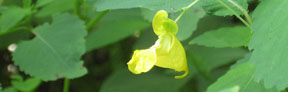 Impatiens pallida