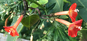 Ipomoea coccinea